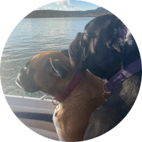 Photo of Harley and Maverick, two boxer dogs.